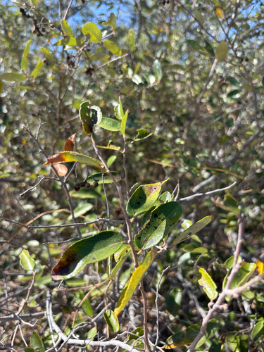 Grewia hornbyi (Yellow and Pink Grewia) — photo