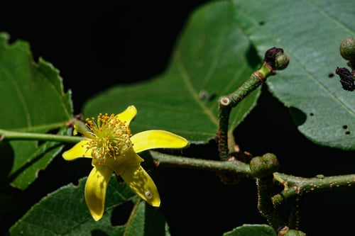 Grewia inaequilatera (Forest raisin) — photo