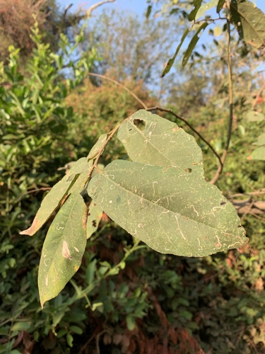 Grewia inaequilatera