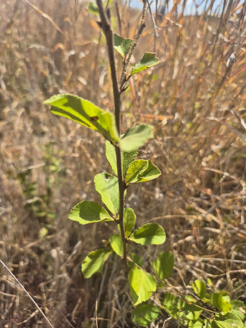Grewia kakothamnos — photo