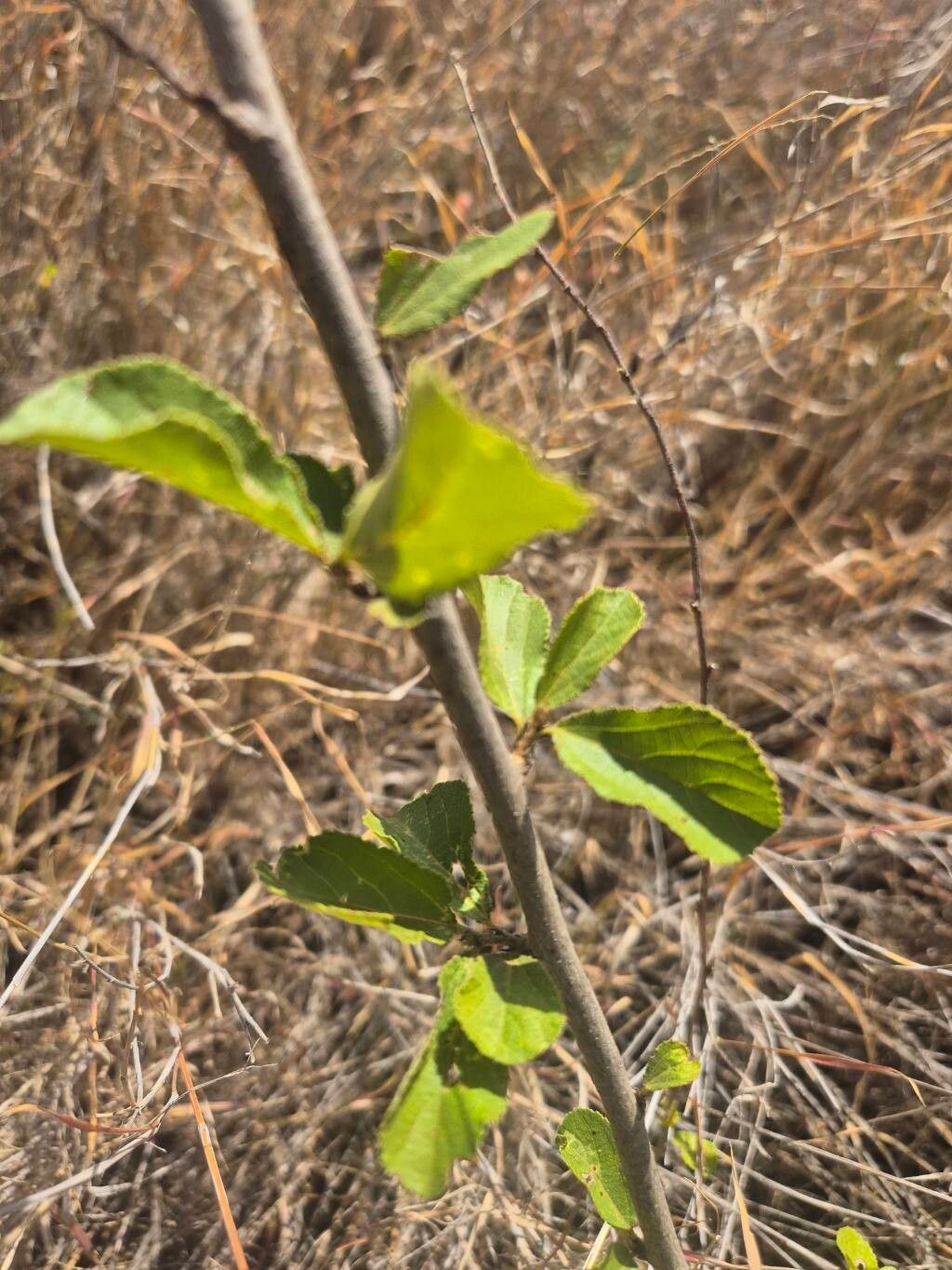 Grewia kakothamnos — photo