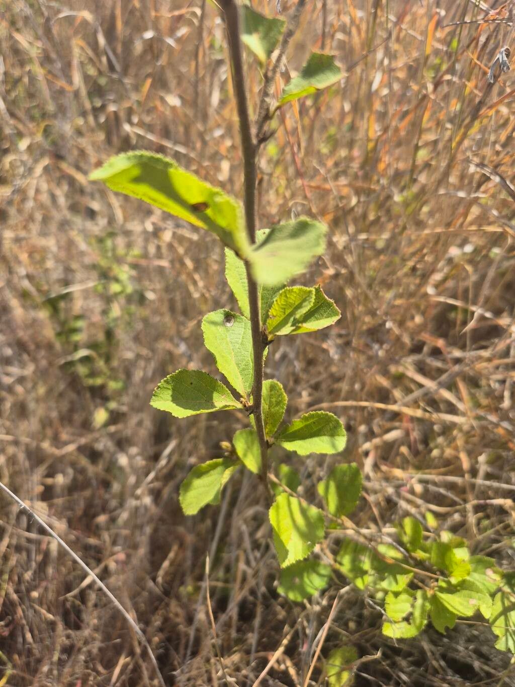 Grewia kakothamnos
