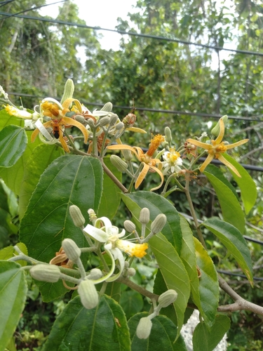 Grewia laevigata — photo