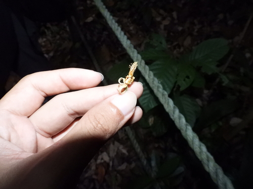 Grewia laevigata — photo