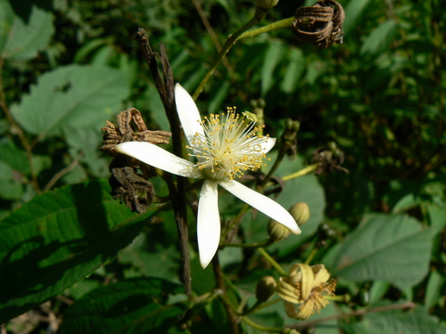 Grewia laevigata