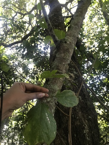 Grewia lasiocarpa (Forest raisin) — photo
