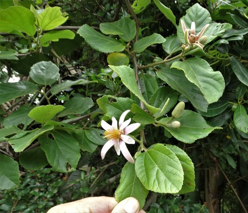 Grewia lasiocarpa