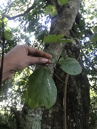 Grewia lasiocarpa (Forest raisin) — photo