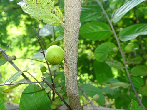 Grewia lasiodiscus — photo