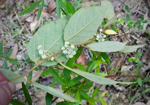 Grewia latifolia (Emu berry) — photo
