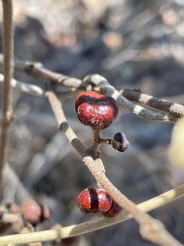 Grewia latifolia (Emu berry) — photo