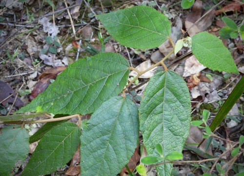 Grewia latifolia