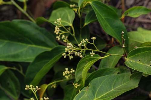Grewia louisii