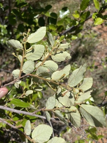 Grewia micrantha (Golden raisin) — photo