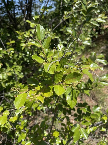 Grewia micrantha (Golden raisin) — photo