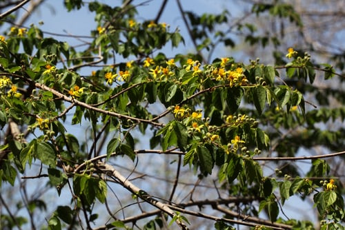 Grewia microcarpa (Green square-stem grewia) — photo