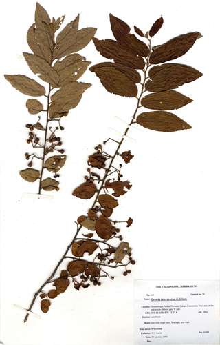 Grewia microcarpa (Green square-stem grewia) — photo