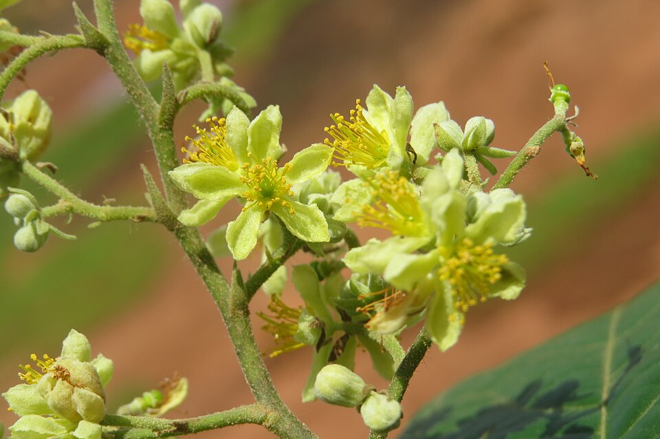 Grewia microcos — photo
