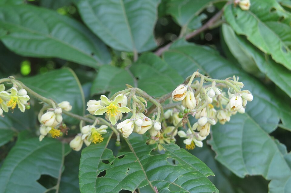 Grewia microcos — photo