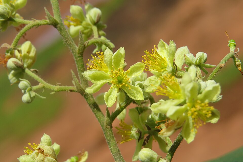 Grewia microcos