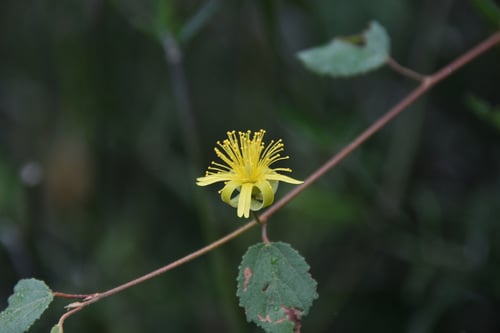 Grewia microcyclea — photo