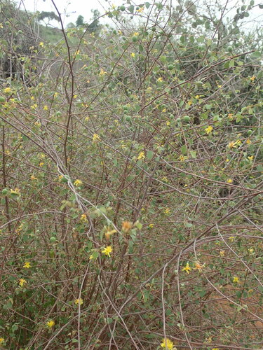 Grewia microcyclea — photo