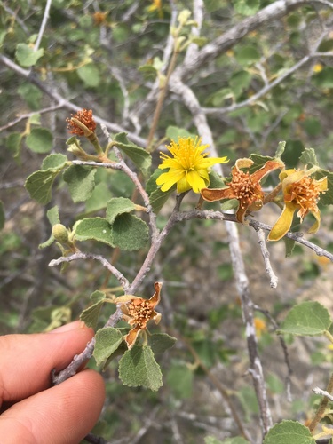 Grewia microcyclea