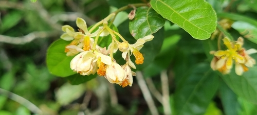 Grewia microthyrsa (Sand raisin) — photo