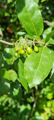 Grewia microthyrsa (Sand raisin) — photo