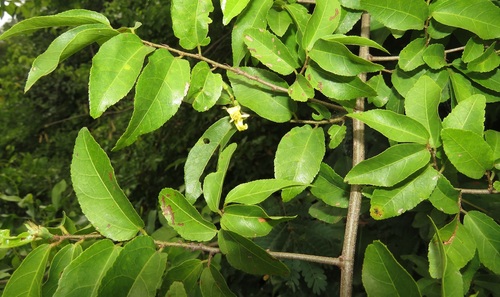 Grewia microthyrsa