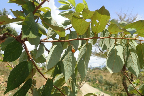 Grewia mollis — photo