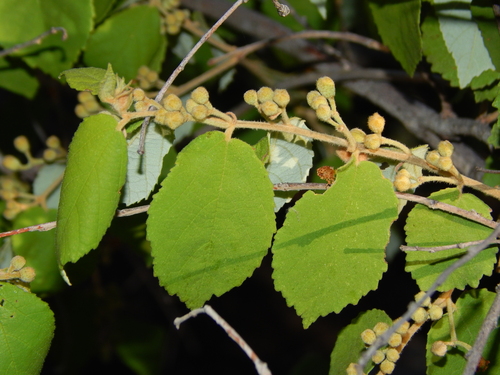 Grewia monticola (Mountain grewia) — photo