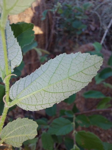 Grewia monticola (Mountain grewia) — photo