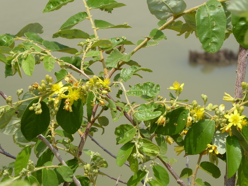 Grewia monticola