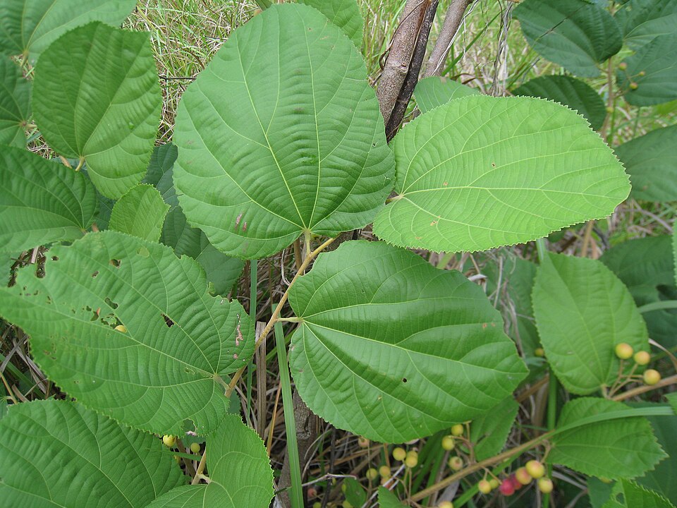 Grewia multiflora (Danglin) — photo