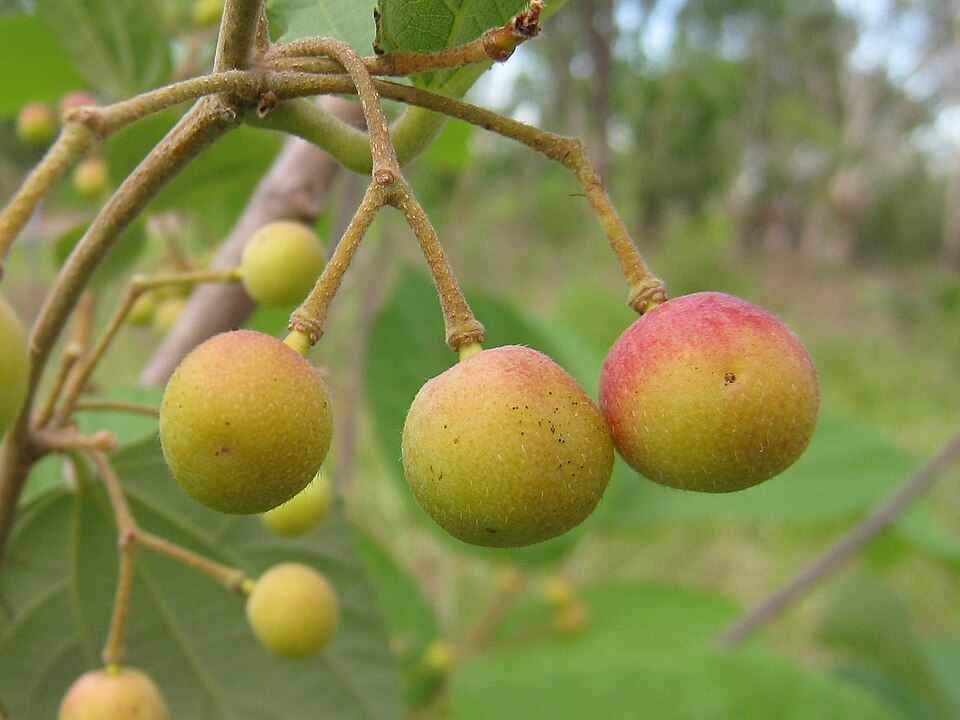 Grewia multiflora