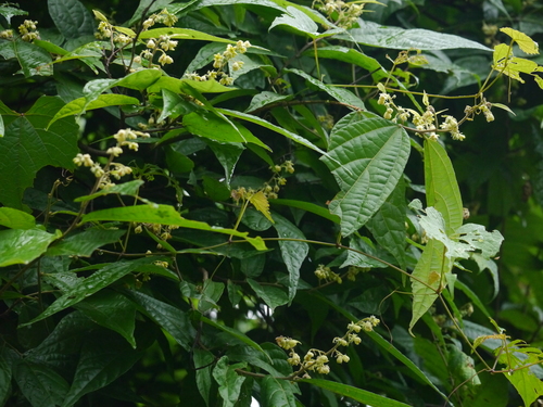 Grewia nervosa — photo