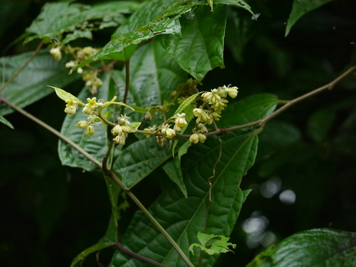 Grewia nervosa — photo