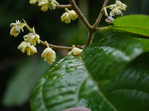 Grewia nervosa