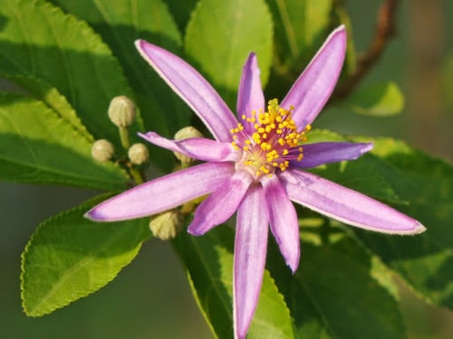 Grewia occidentalis (Bow wood) — photo