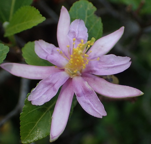 Grewia occidentalis (Bow wood) — photo