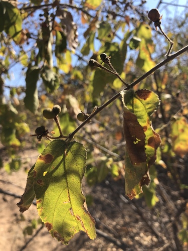 Grewia olukondae (Rough-leaved raisin) — photo