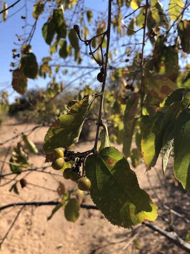 Grewia olukondae (Rough-leaved raisin) — photo