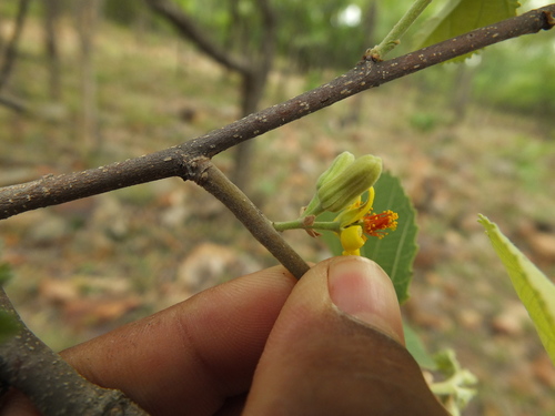 Grewia orbiculata — photo