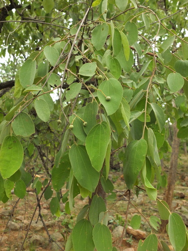 Grewia orbiculata — photo