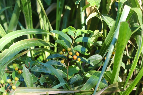 Grewia orientalis (Wild currant) — photo