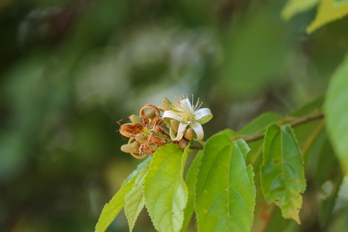 Grewia orientalis (Wild currant) — photo