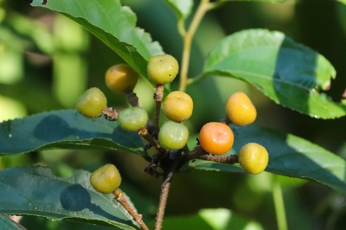 Grewia orientalis