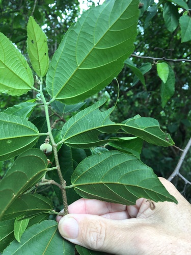 Grewia oxyphylla (Blush plum) — photo