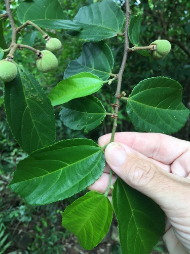 Grewia oxyphylla (Blush plum) — photo